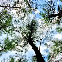 虹の松原の写真・動画_image_639601