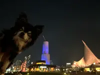 メリケンパークの写真・動画_image_639931