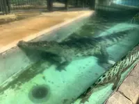 熱川バナナワニ園の写真・動画_image_642888