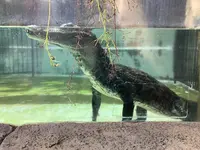 熱川バナナワニ園の写真・動画_image_642889