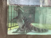 熱川バナナワニ園の写真・動画_image_642894