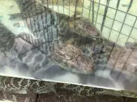 熱川バナナワニ園の写真・動画_image_642895