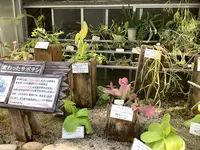 熱川バナナワニ園の写真・動画_image_642898