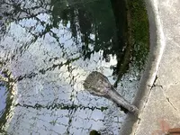 熱川バナナワニ園の写真・動画_image_642900