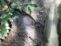 熱川バナナワニ園の写真・動画_image_642901