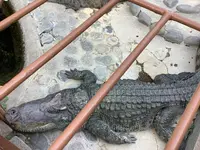 熱川バナナワニ園の写真・動画_image_642905