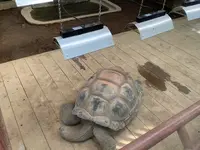 熱川バナナワニ園の写真・動画_image_642906