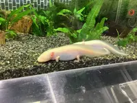 熱川バナナワニ園の写真・動画_image_642909