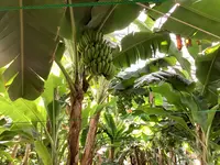 熱川バナナワニ園の写真・動画_image_642911