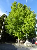 熊野神社の大イチョウの写真・動画_image_646149