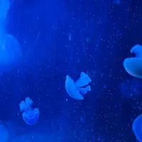 潮岬の写真・動画_image_646860