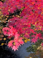竜頭ノ滝の写真・動画_image_647470