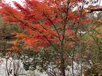 五色沼自然探勝路の写真・動画_image_649051