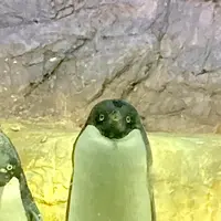 海遊館の写真・動画_image_649540