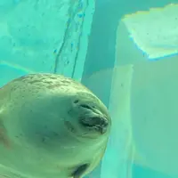 海遊館の写真・動画_image_649541