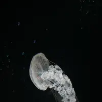 海遊館の写真・動画_image_649542