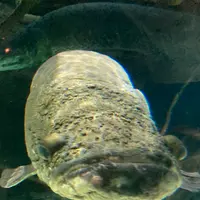 海遊館の写真・動画_image_649543