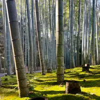 圓光寺の写真・動画_image_654293