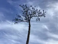 奇跡の一本松の写真・動画_image_655647