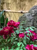 由志園の写真・動画_image_655760