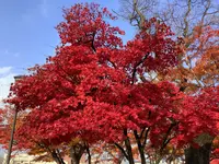 盛岡城跡公園 (岩手公園)の写真・動画_image_655947