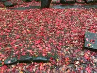 盛岡城跡公園 (岩手公園)の写真・動画_image_655949