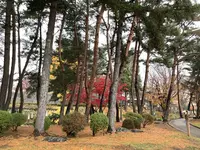盛岡城跡公園 (岩手公園)の写真・動画_image_655953