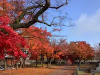 盛岡城跡公園 (岩手公園)の写真・動画_image_655957