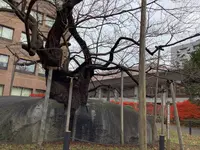 石割桜の写真・動画_image_655976