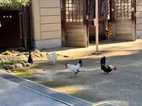 大崎八幡宮の写真・動画_image_657210