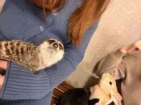 ふれあい動物空間の写真・動画_image_657217