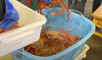 新湊かに小屋の写真・動画_image_659024