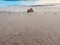 黒山（バス）の写真・動画_image_659961