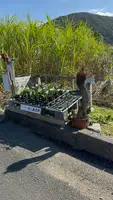 ひさ倉の写真・動画_image_659979