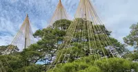 兼六園の写真・動画_image_661113
