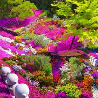 芝桜庭園樹木葬｜永代供養墓の写真・動画_image_668226