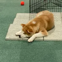 秋田犬の里の写真・動画_image_670985