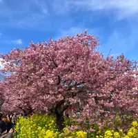 河津桜並木&菜の花ロードの写真・動画_image_671178