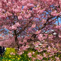 河津桜並木&菜の花ロードの写真・動画_image_671179