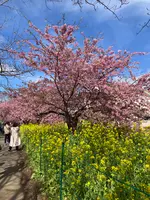 河津桜並木&菜の花ロードの写真・動画_image_671180