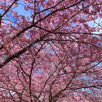 河津桜並木&菜の花ロードの写真・動画_image_671182