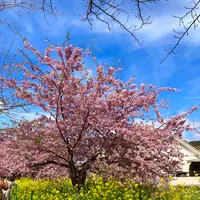 河津桜並木&菜の花ロードの写真・動画_image_671183