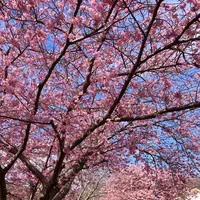 河津桜並木&菜の花ロードの写真・動画_image_671184