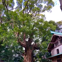 来宮神社の写真・動画_image_671189
