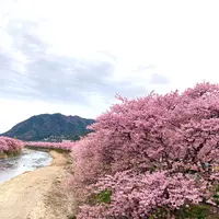 かわづいでゆ橋の写真・動画_image_671191