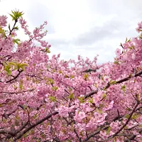 かわづいでゆ橋の写真・動画_image_671192