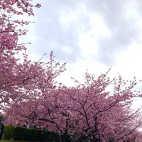 舘橋（静岡県賀茂郡河津町）の写真・動画_image_671198