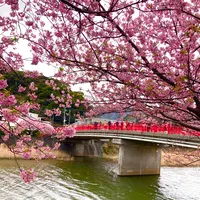 舘橋（静岡県賀茂郡河津町）の写真・動画_image_671200
