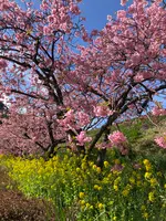 河津駅の写真・動画_image_671518
