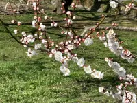 偕楽園の写真・動画_image_671628